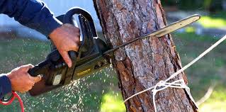 How Our Tree Care Process Works  in Mira Monte, CA